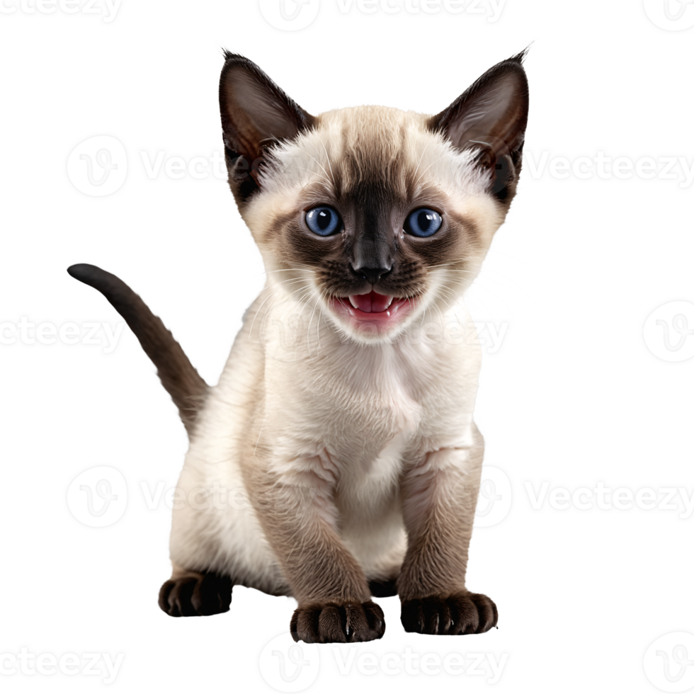 siamese cat kitten sitting isolated transparent photo png