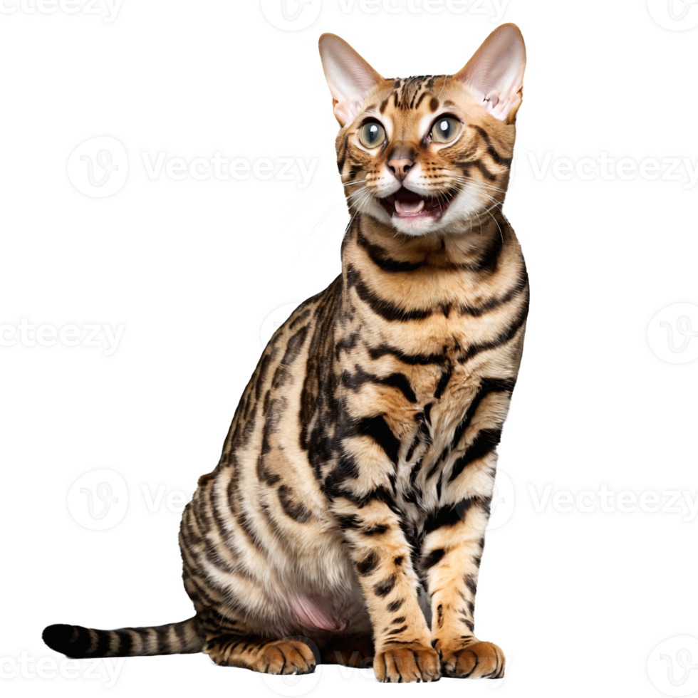 bengal wild cat sitting isolated transparent photo png