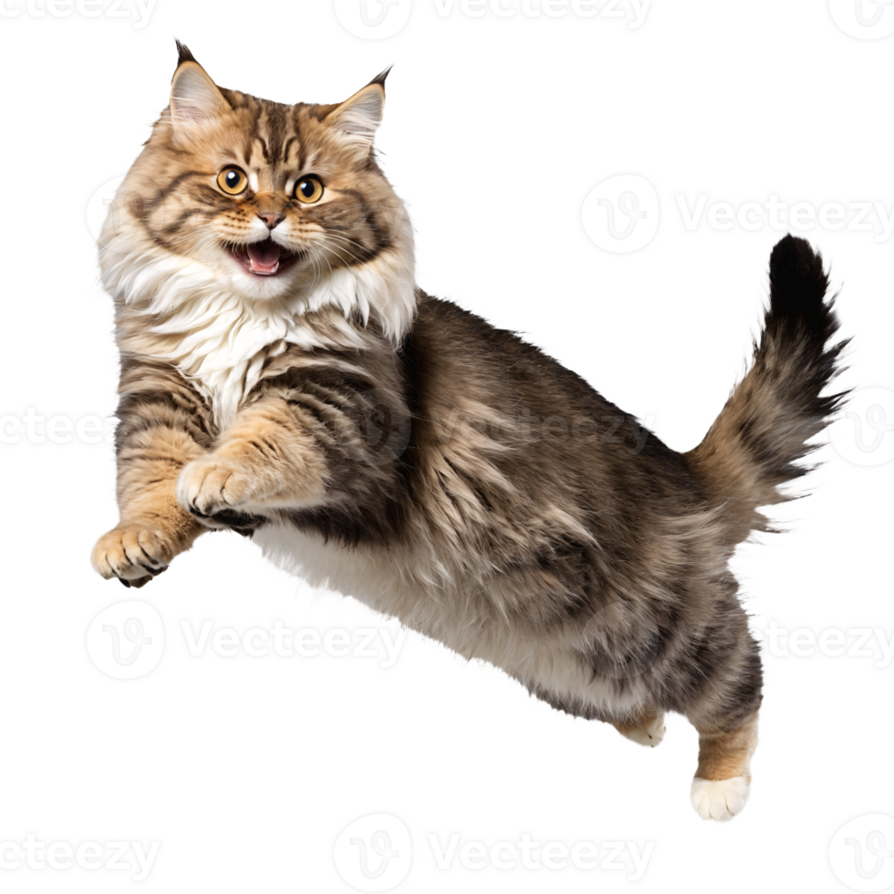 siberian cat jumping and running isolated transparent photo png