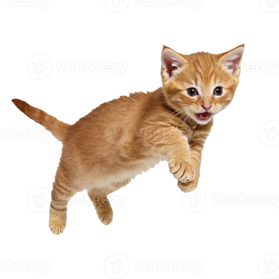 Orange Ingwer Katze Kätzchen Laufen und Springen isoliert transparent Foto png
