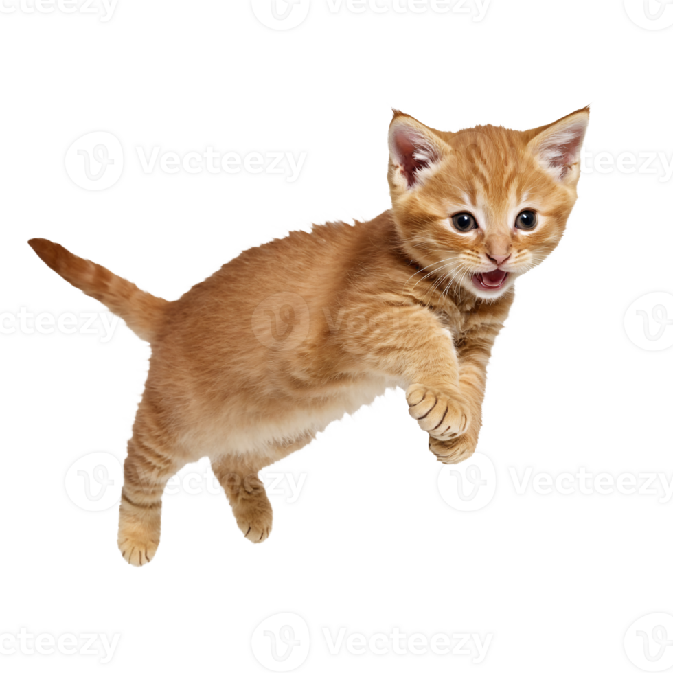 orange ginger cat kitten running and jumping isolated transparent photo png
