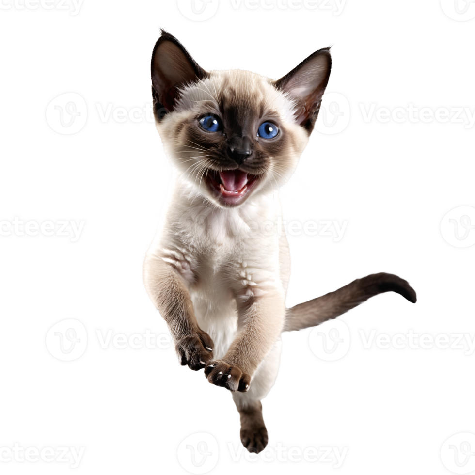 siamese cat kitten running and jumping isolated transparent photo png