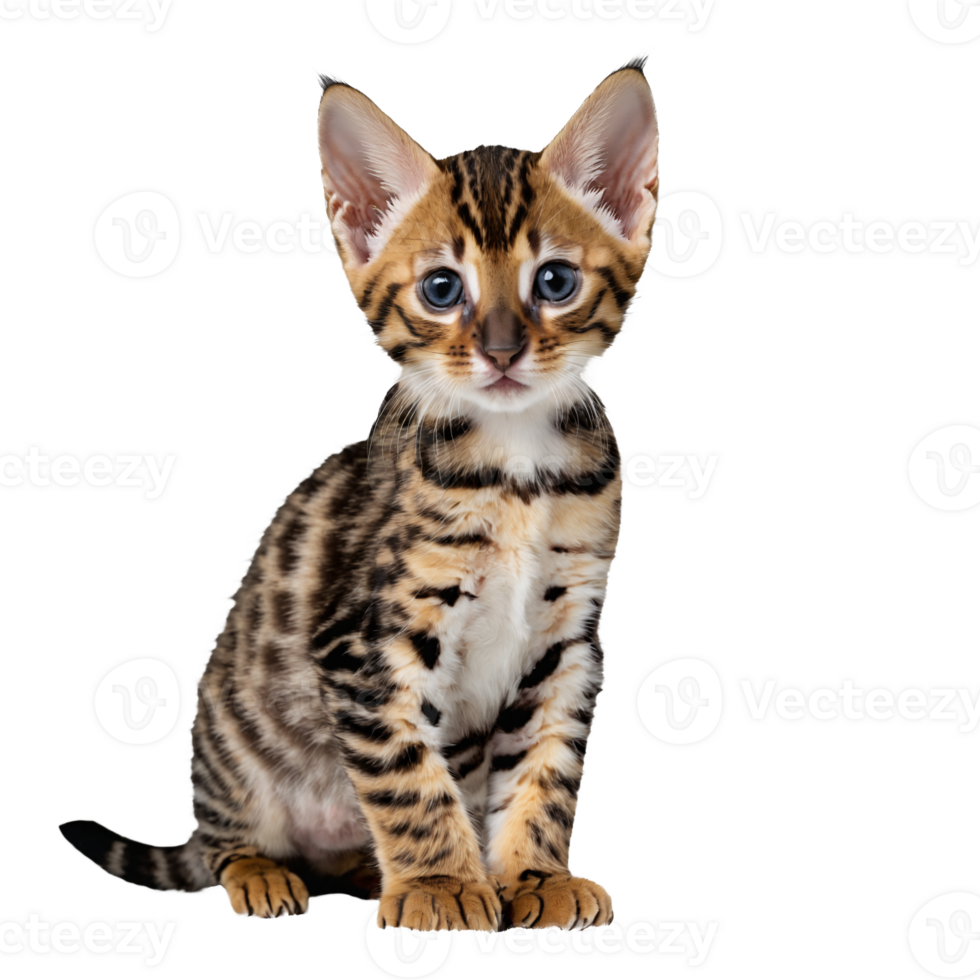 bengal wild cat kitten sitting isolated transparent photo png