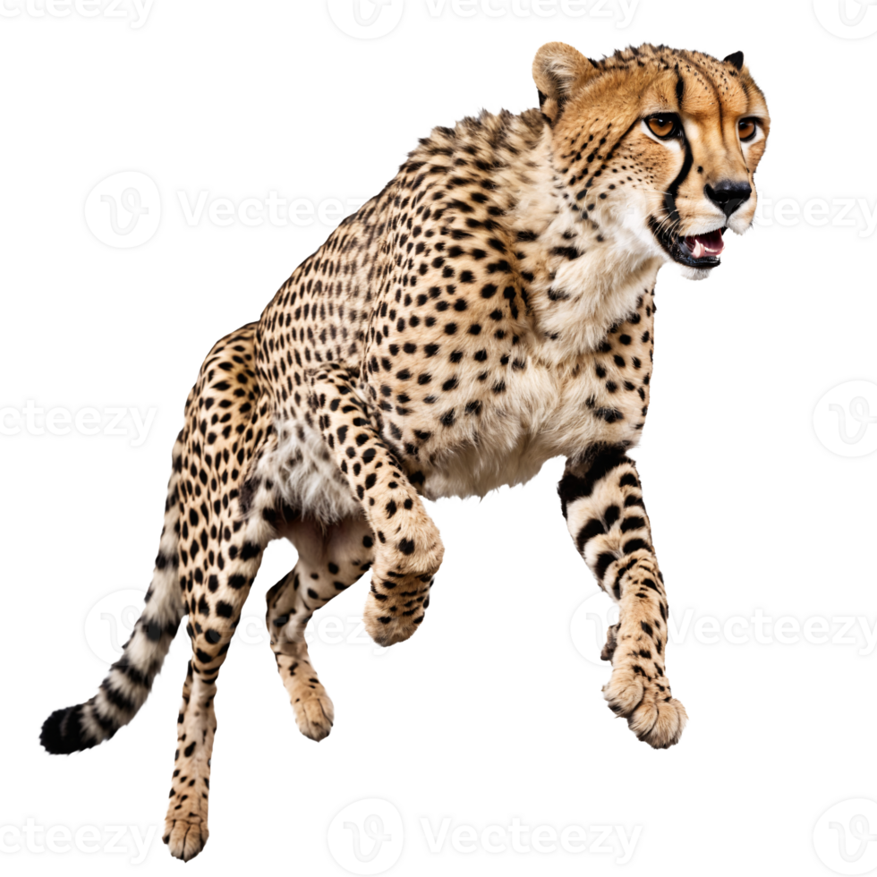 cheetah running and jumping isolated transparent photo png