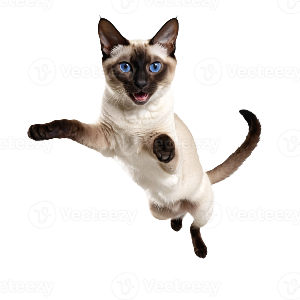 siamese cat running and jumping isolated transparent photo png