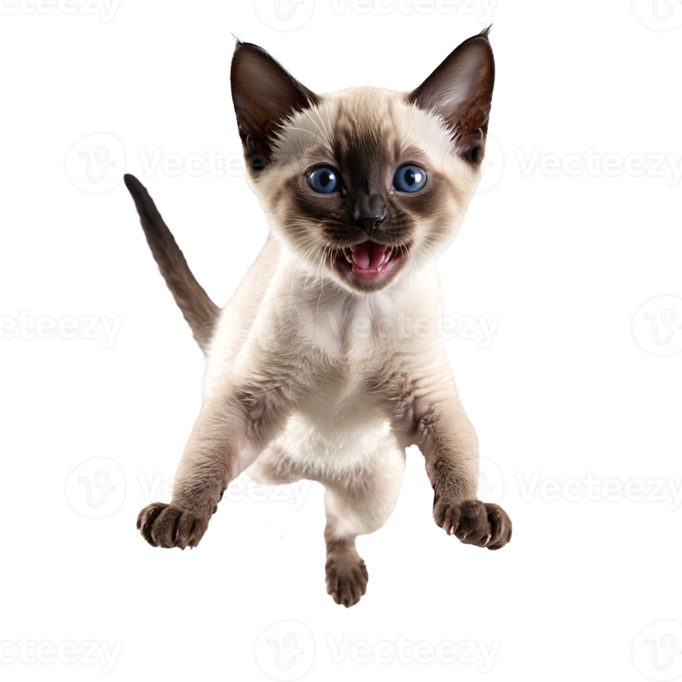 siamese cat kitten running and jumping isolated transparent photo png