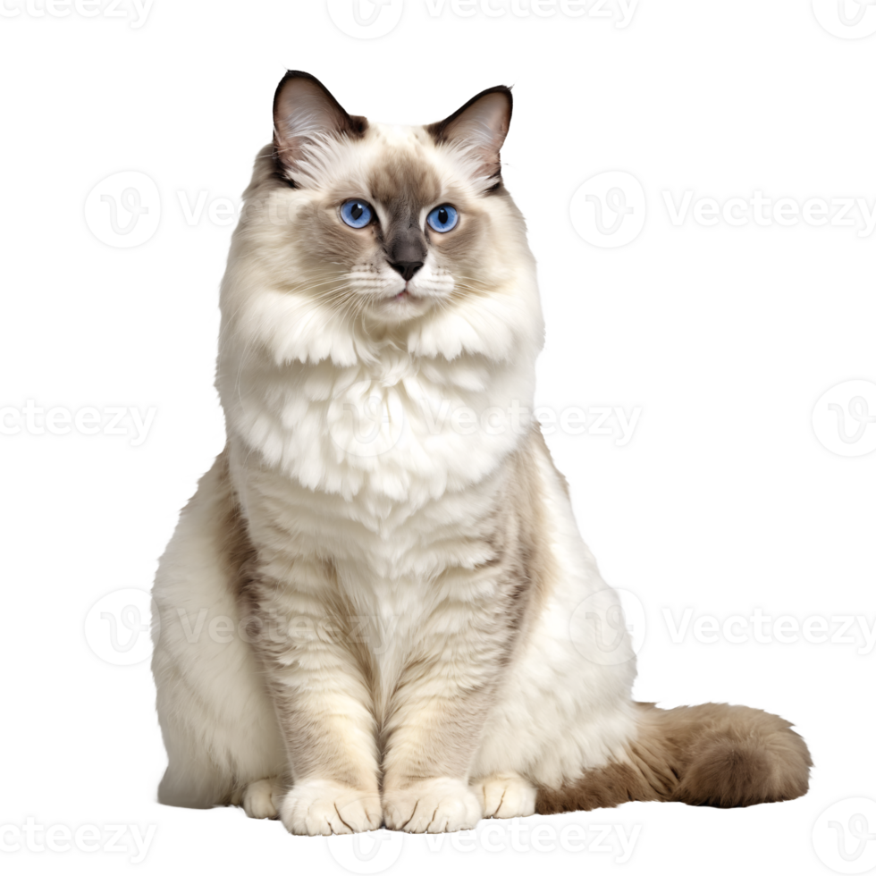 white ragdoll cat sitting isolated transparent photo png
