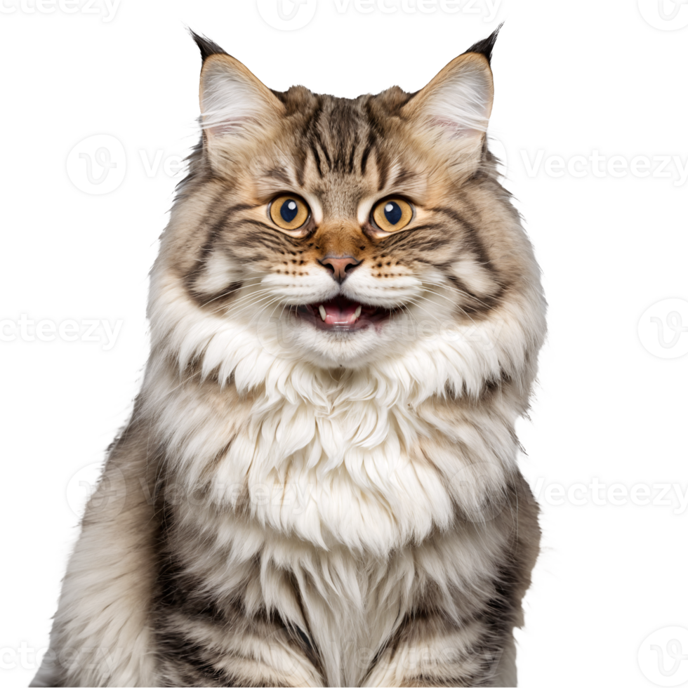 siberian cat portrait isolated transparent photo png