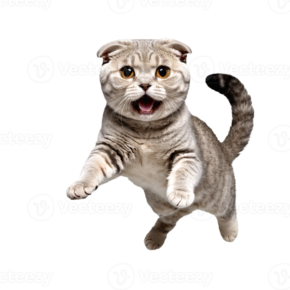 scottish fold cat running and jumping isolated transparent photo png