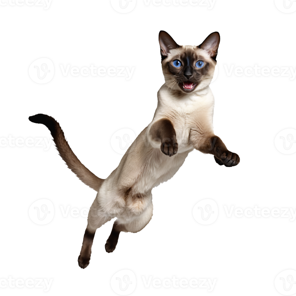 siamese cat running and jumping isolated transparent photo png