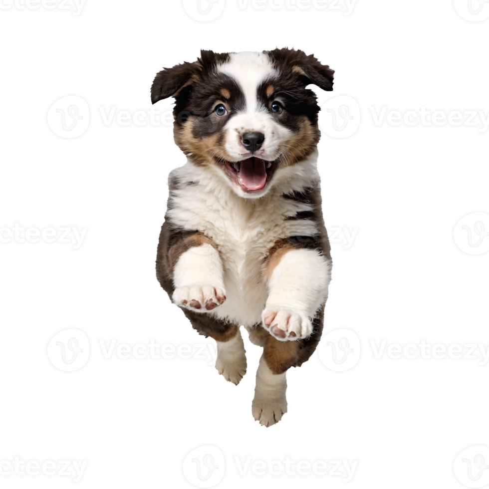 australian shepherd dog puppy running and jumping isolated transparent png