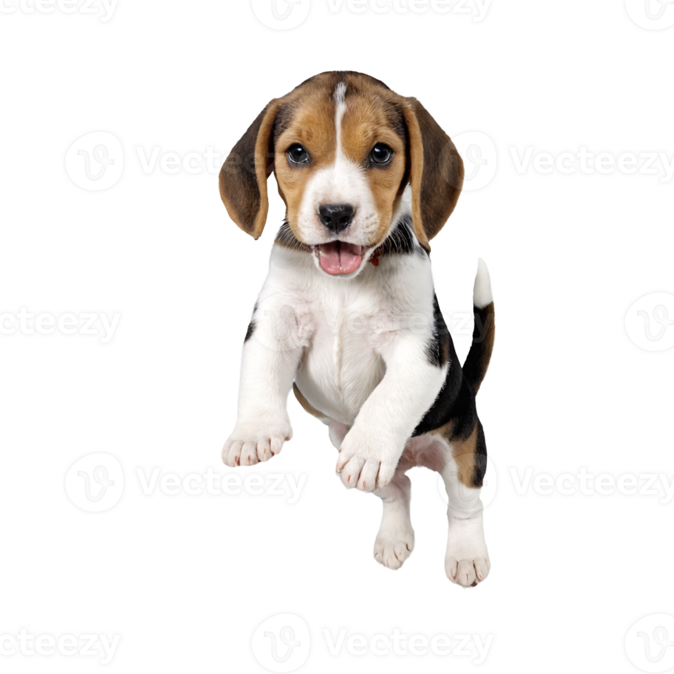 beagle dog puppy jumping and running isolated transparent png