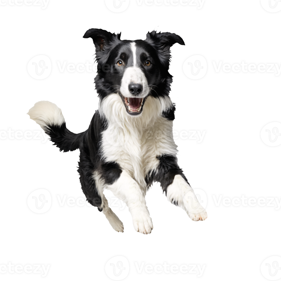 black and white collie dog jumping and running isolated transparent png