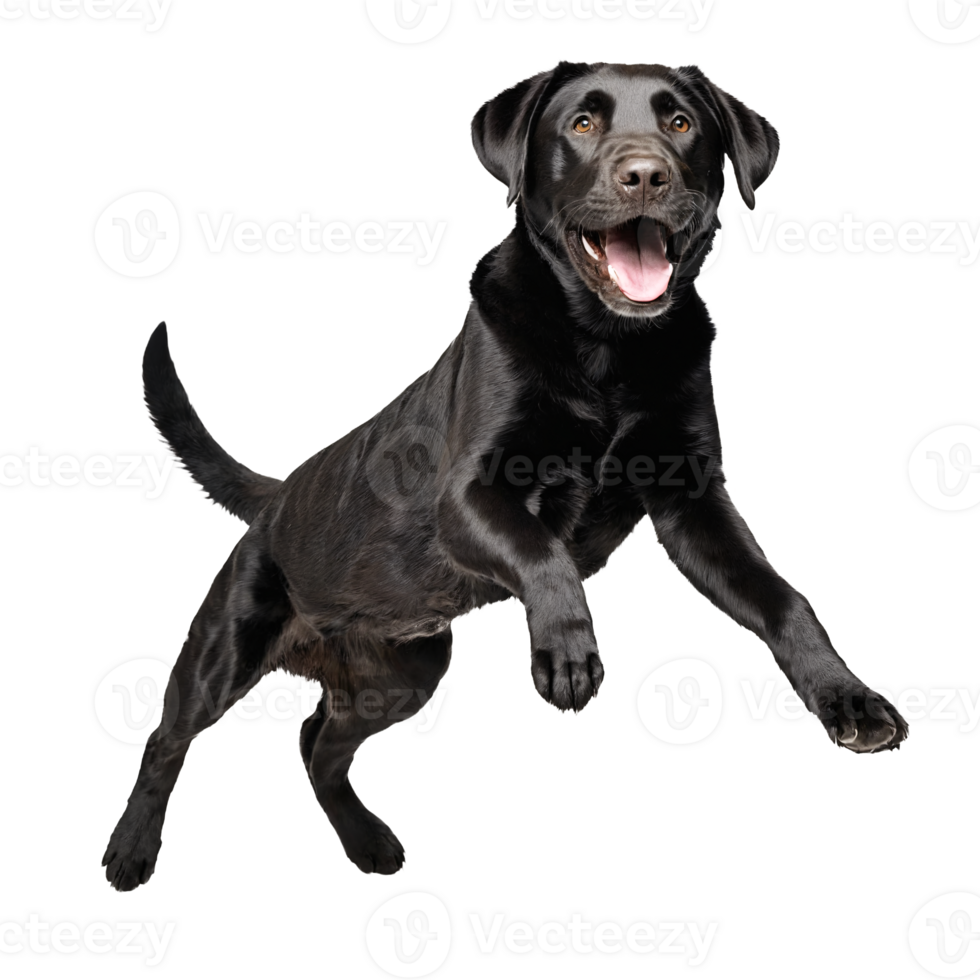 black labrador retreiver dog jumping and running isolated transparent png