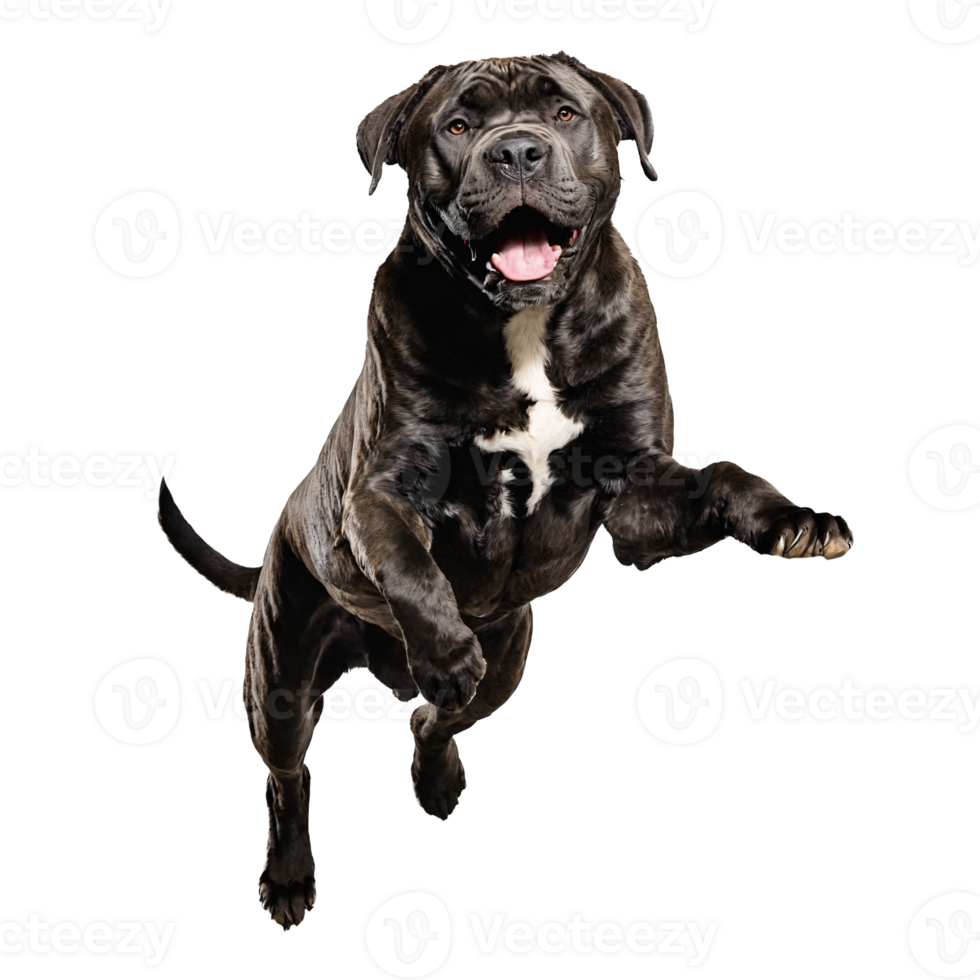 cane corso dog jumping and running isolated transparent png