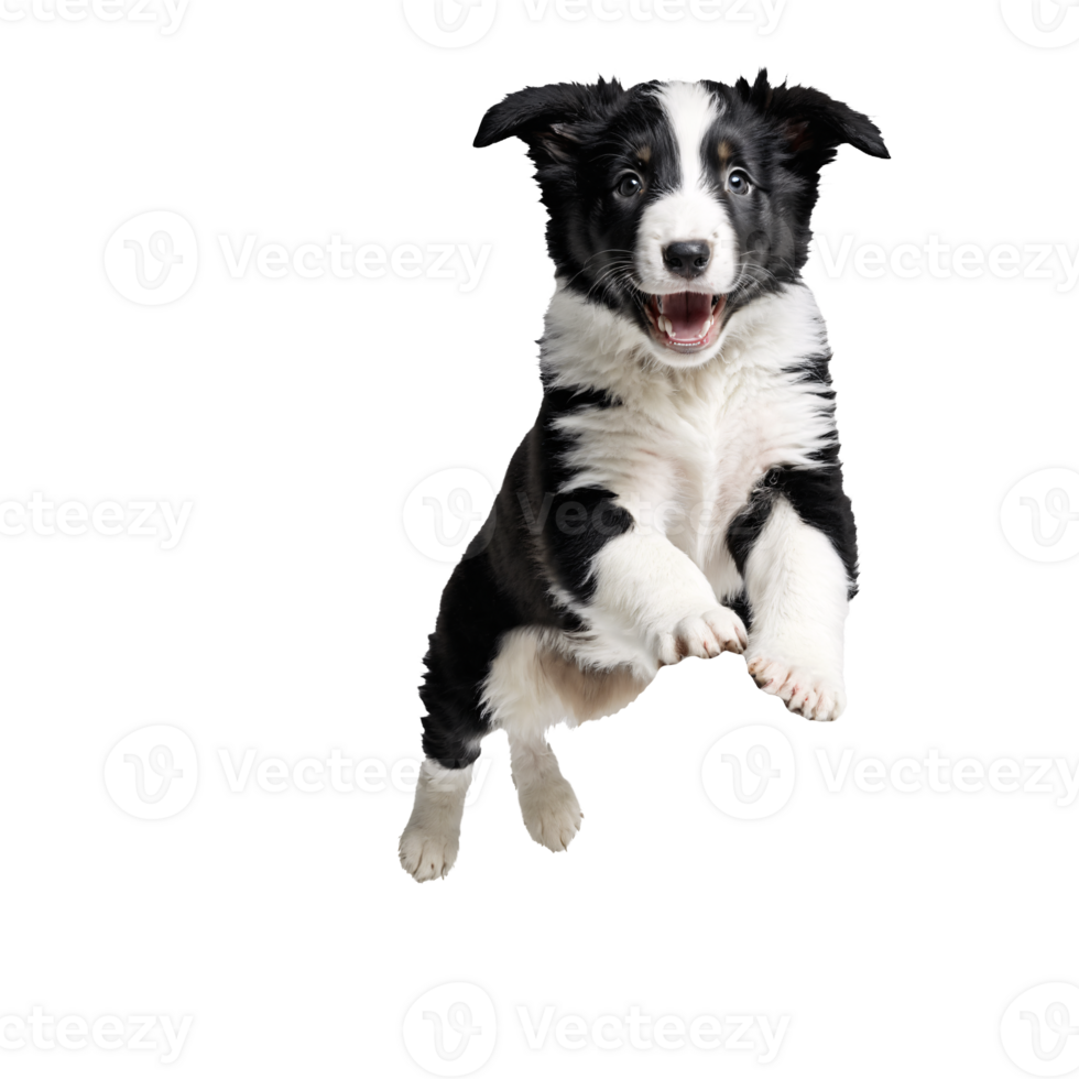 black and white collie dog puppy jumping and running isolated transparent png