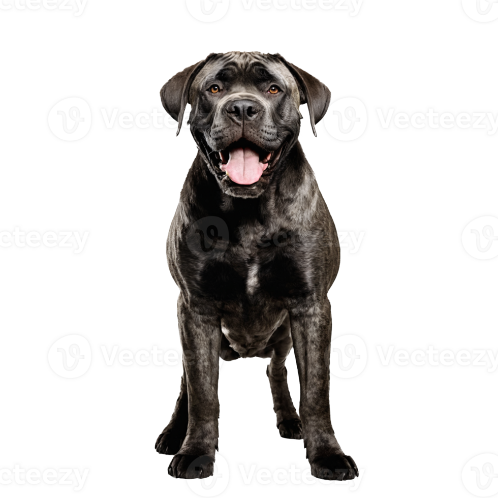 cane corso dog standing isolated transparent png