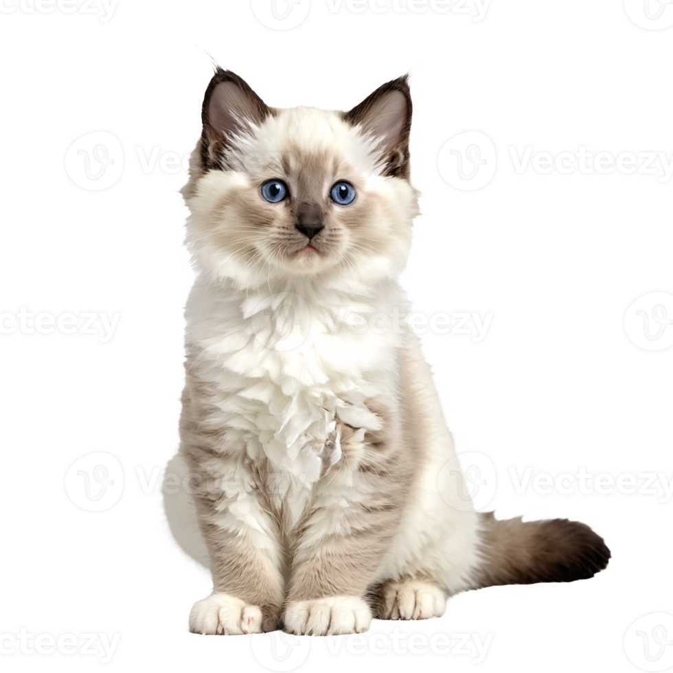 white ragdoll cat kitten sitting isolated transparent photo png