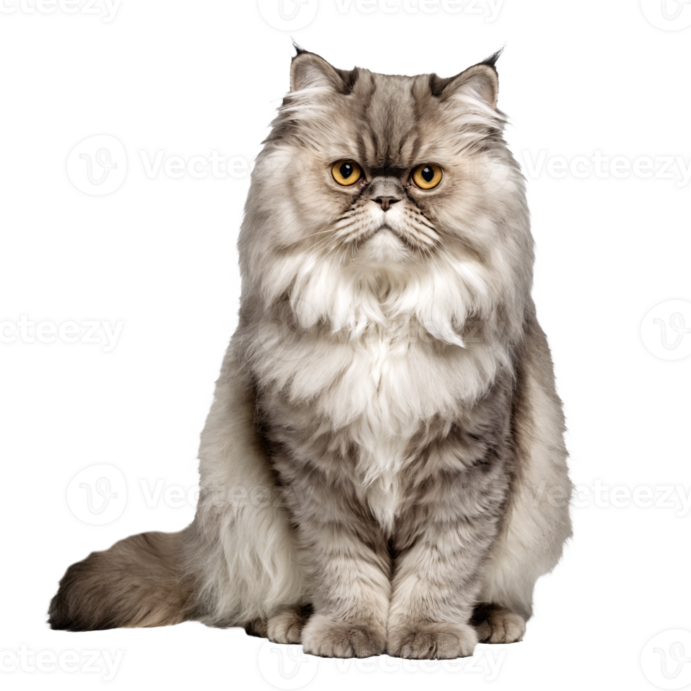 persian cat sitting isolated transparent photo png