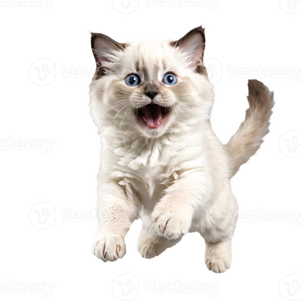 white ragdoll cat kitten running and jumping isolated transparent photo png