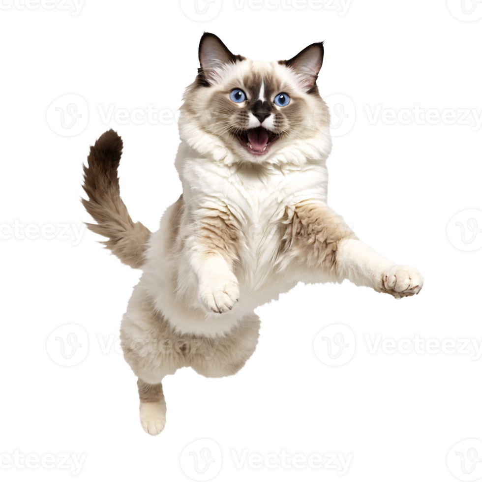 white ragdoll cat running and jumping isolated transparent photo png