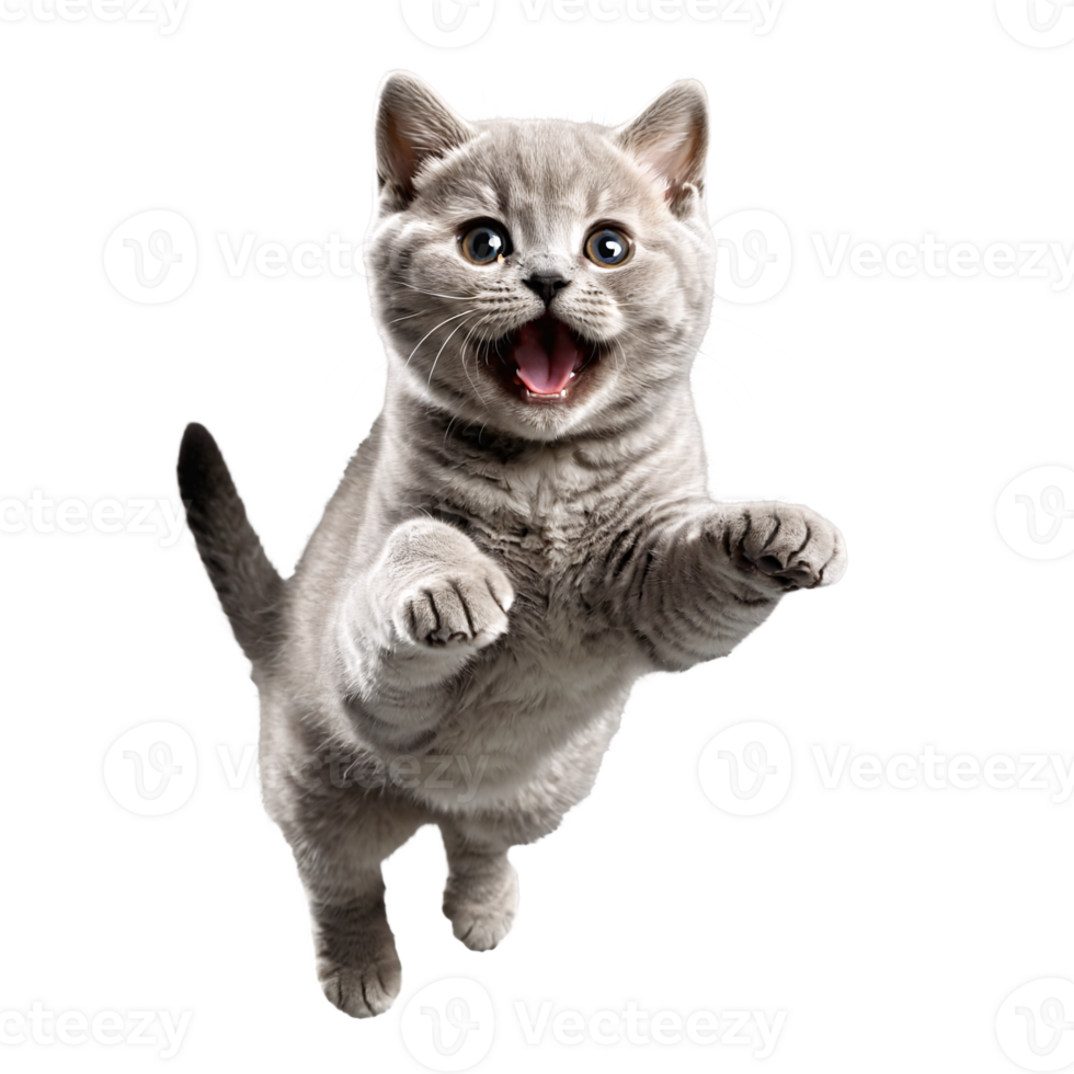 british shorthair cat kitten running and jumping isolated transparent photo png