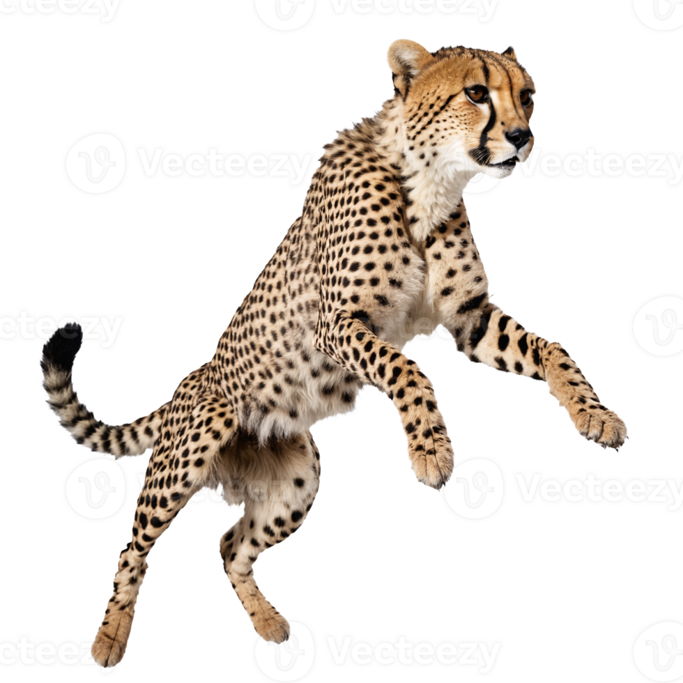 cheetah running and jumping isolated transparent photo png
