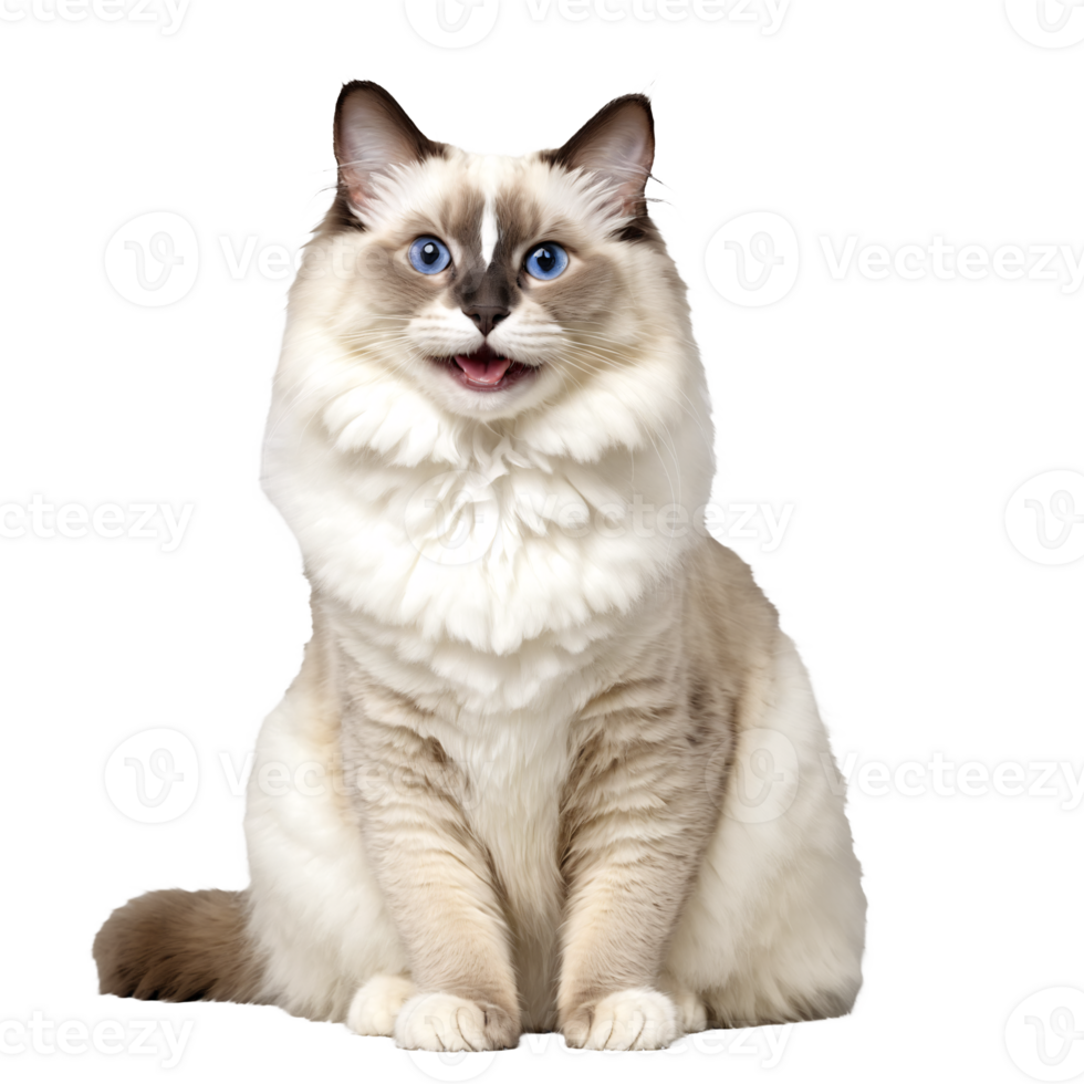 white ragdoll cat sitting isolated transparent photo png