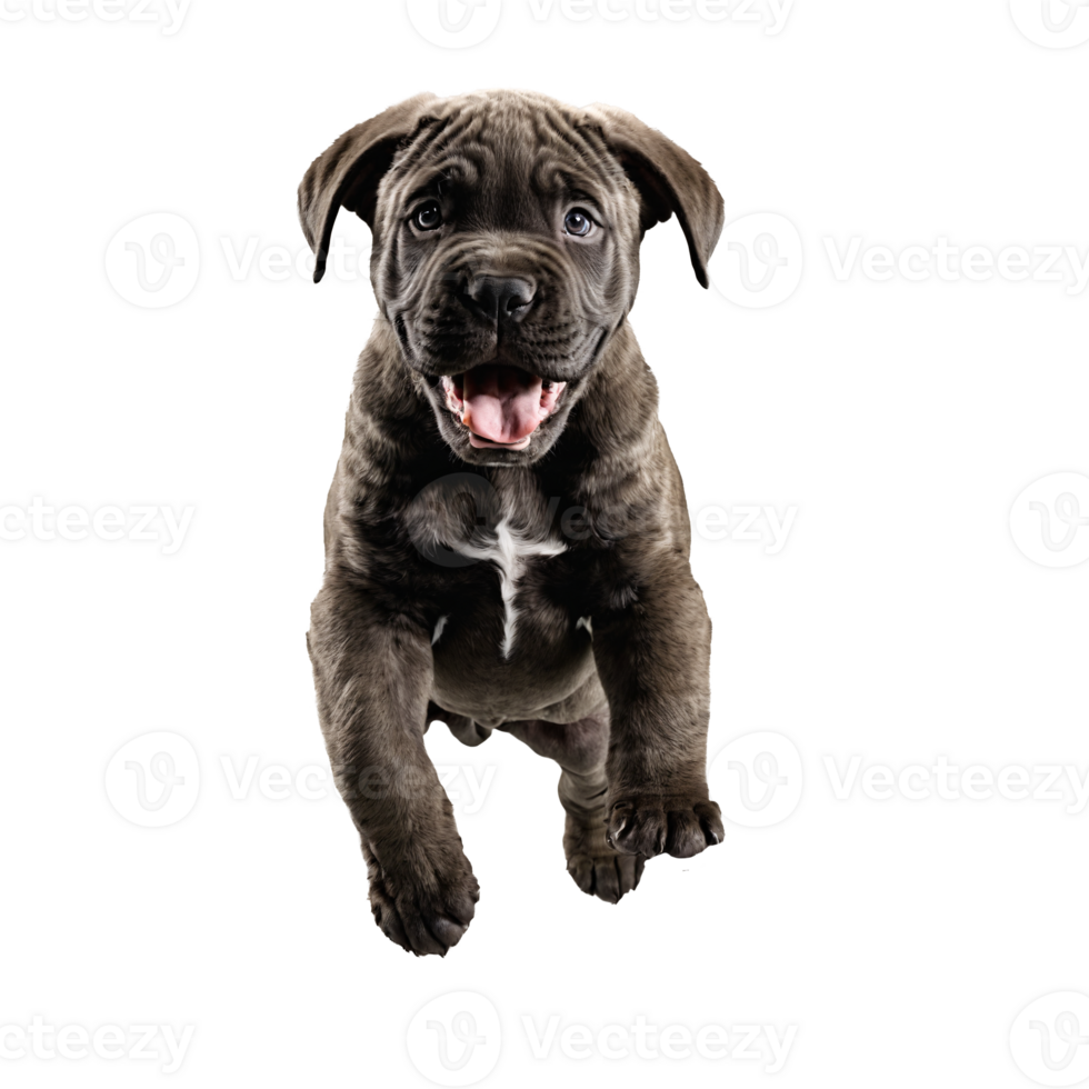 cane corso dog puppy jumping and running isolated transparent png
