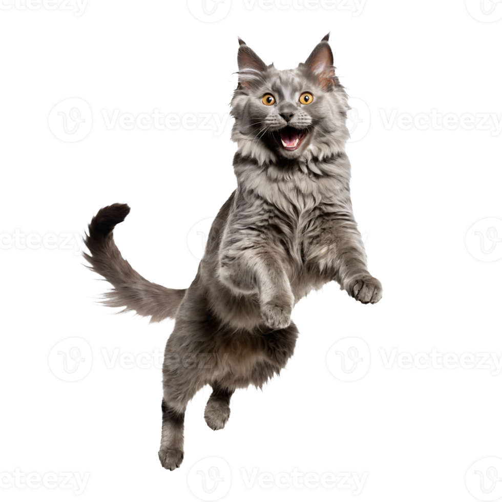 gray nebelung cat running and jumping isolated transparent photo png