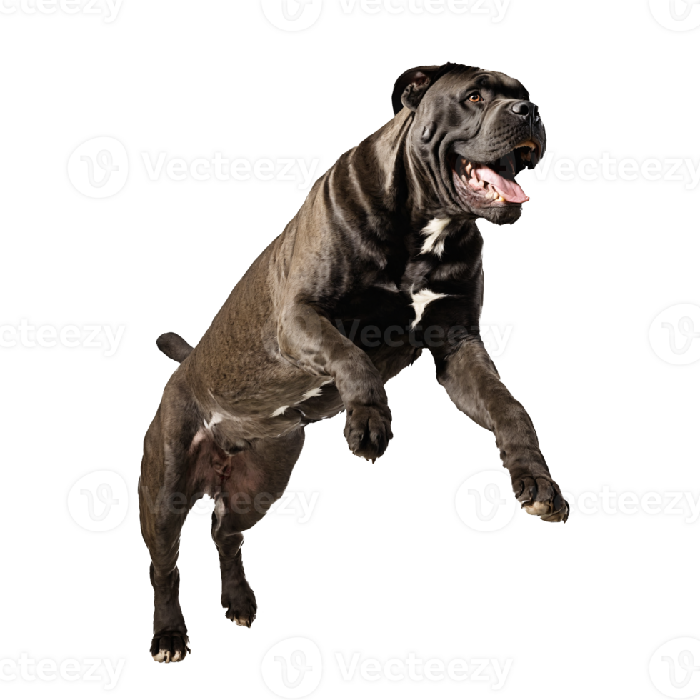 cane corso dog jumping and running isolated transparent png