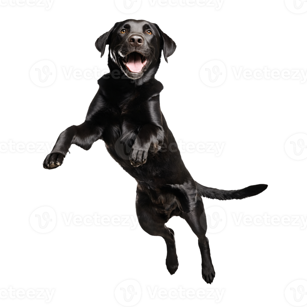 black labrador retreiver dog jumping and running isolated transparent png