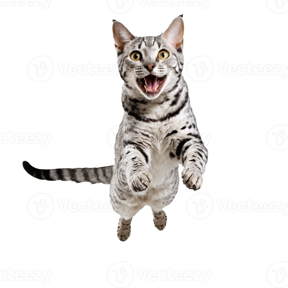 egyptian mau cat running and jumping isolated transparent photo png