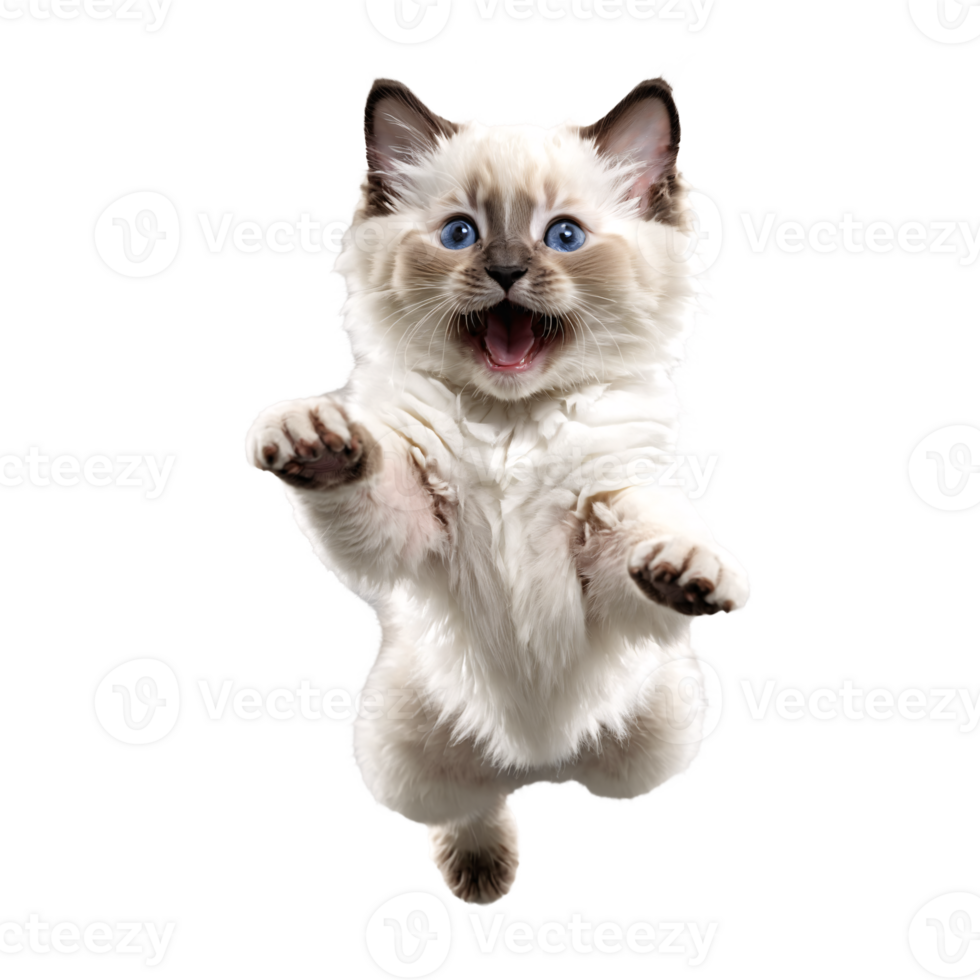white ragdoll cat kitten running and jumping isolated transparent photo png