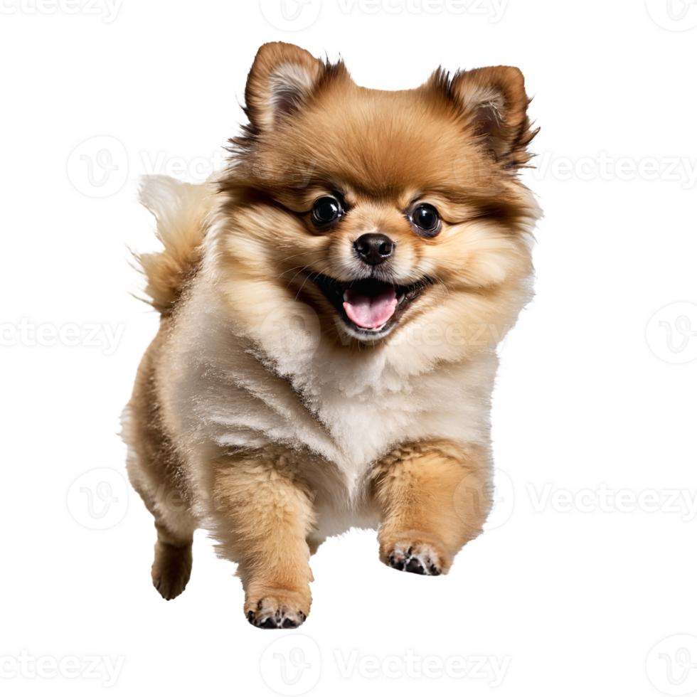 pomeranian dog puppy jumping and running isolated transparent png