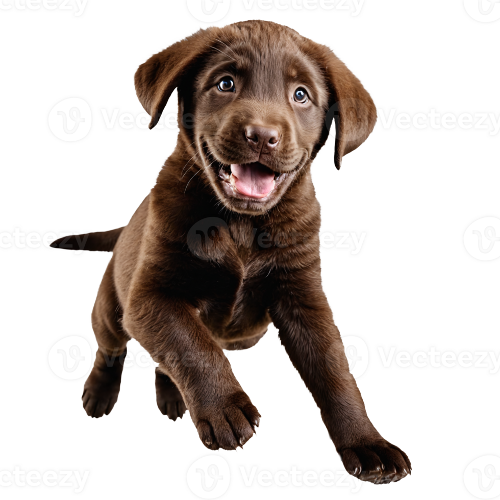 brown labrador retreiver dog puppy jumping and running isolated transparent png
