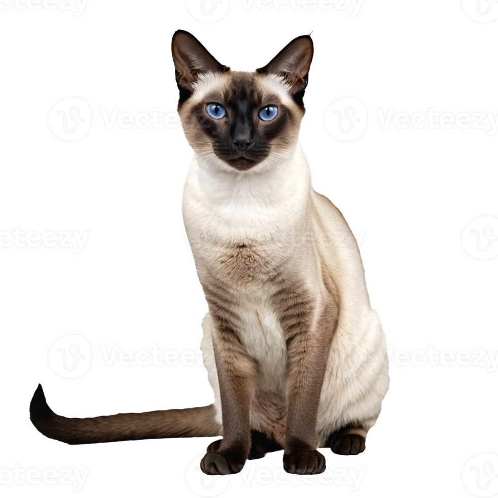 siamese cat sitting isolated transparent photo png