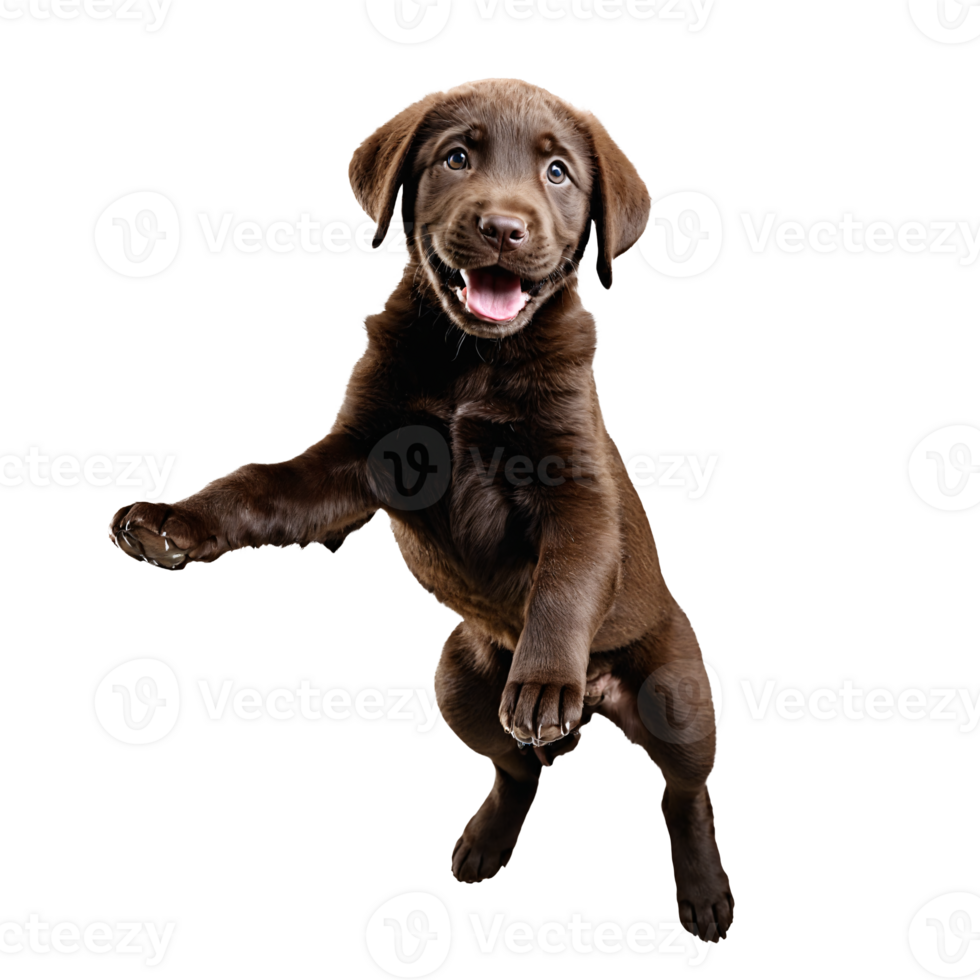 brown labrador retreiver dog puppy jumping and running isolated transparent png