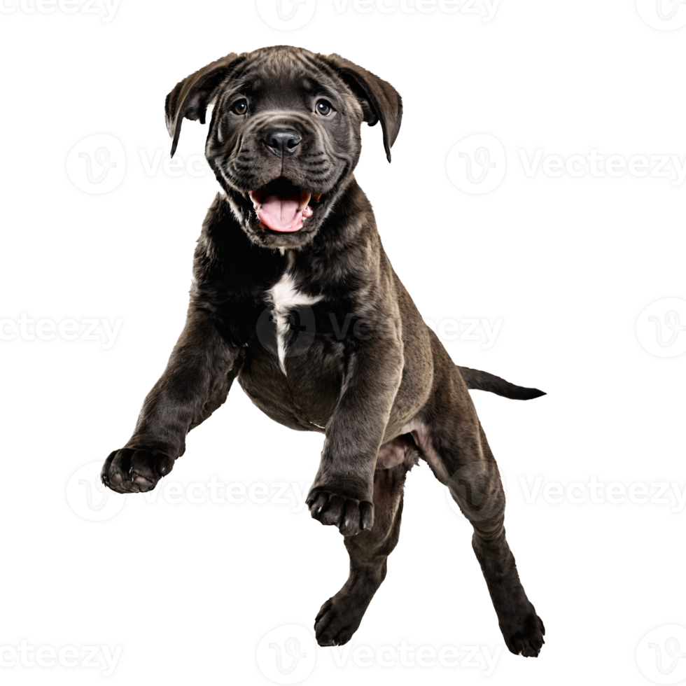 cane corso dog puppy jumping and running isolated transparent png