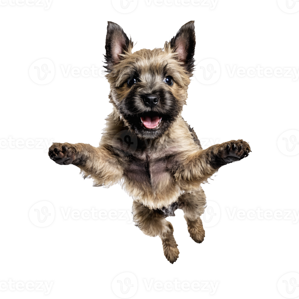 cairn terrier dog puppy jumping and running isolated transparent png