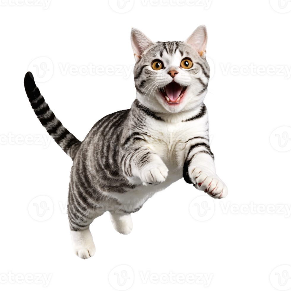 american shorthair cat running and jumping isolated transparent photo png