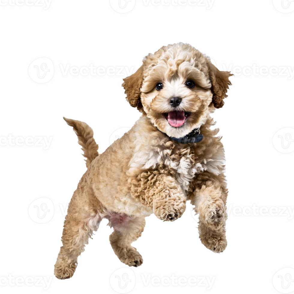 maltipoo dog puppy jumping and running isolated transparent png