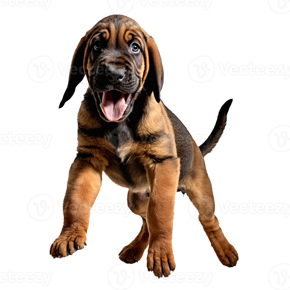 happy vizsla dog puppy jumping and running isolated transparent png