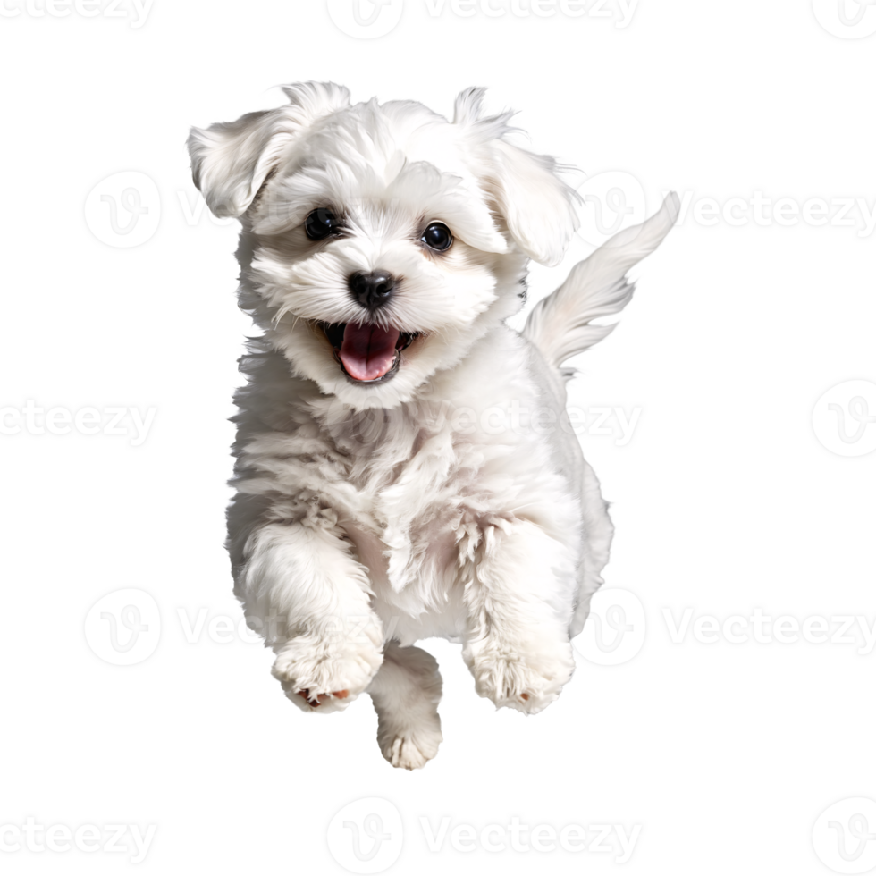 maltese dog puppy jumping and running isolated transparent png