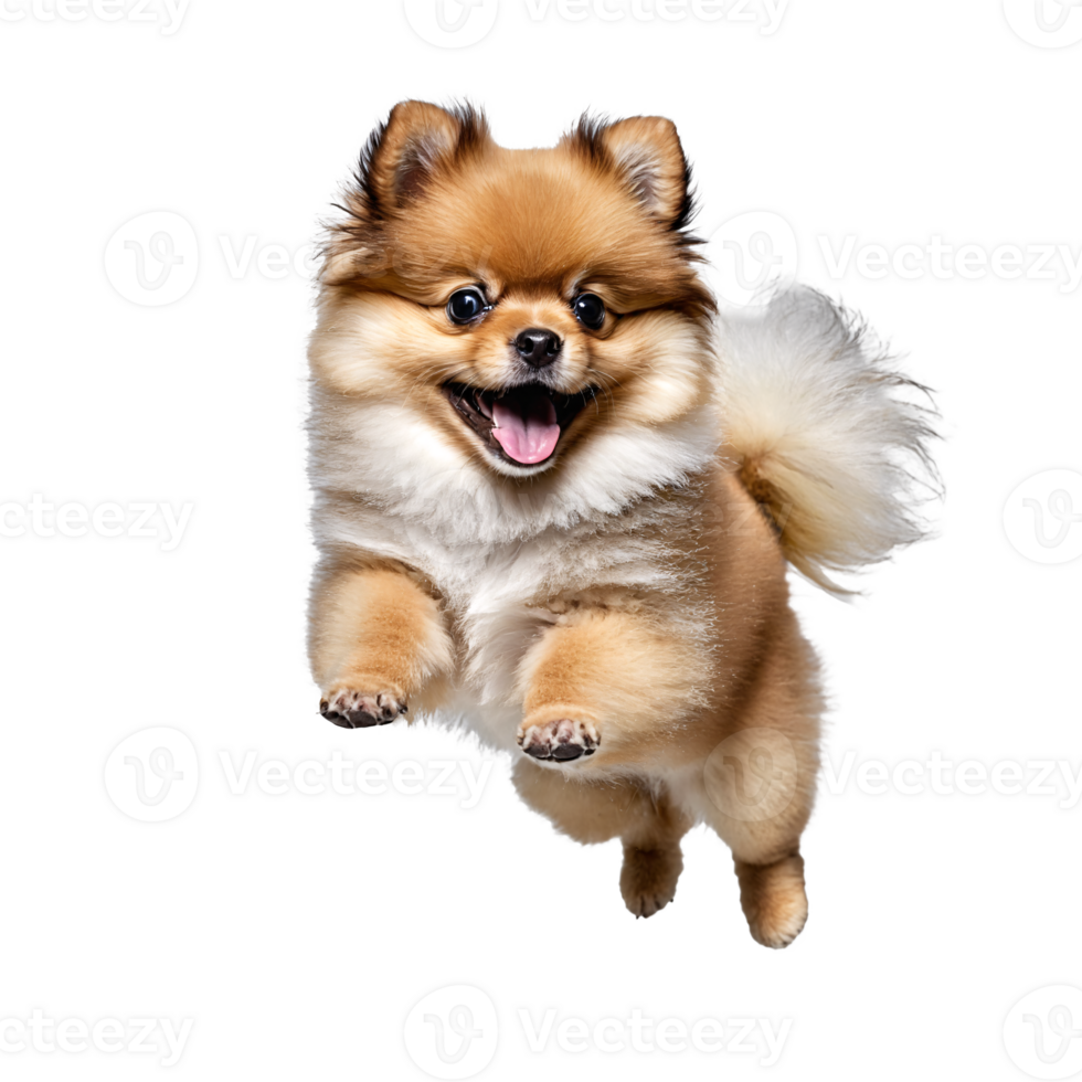 pomeranian dog puppy jumping and running isolated transparent png