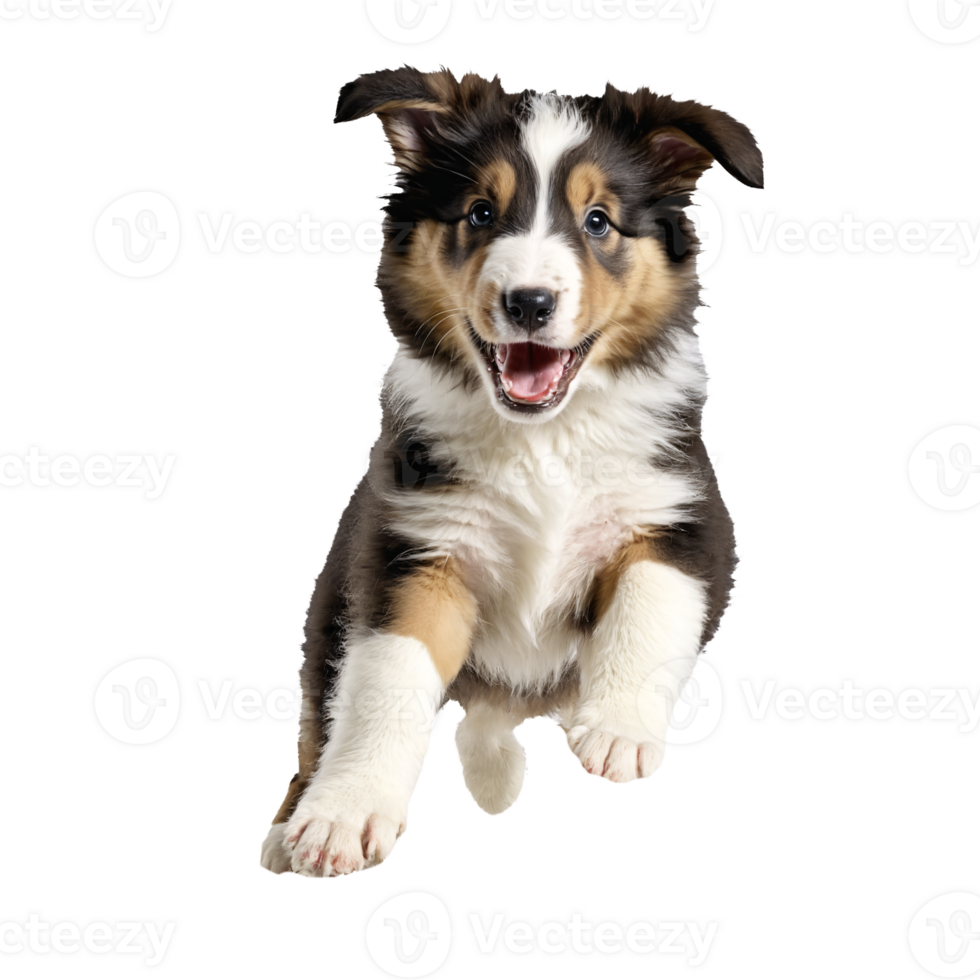 collie dog puppy jumping and running isolated transparent png