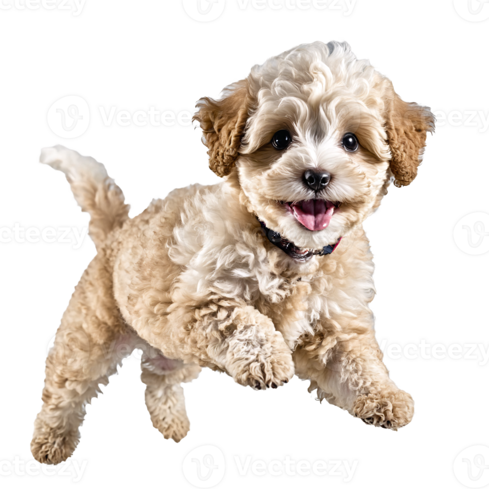 maltipoo dog puppy jumping and running isolated transparent png
