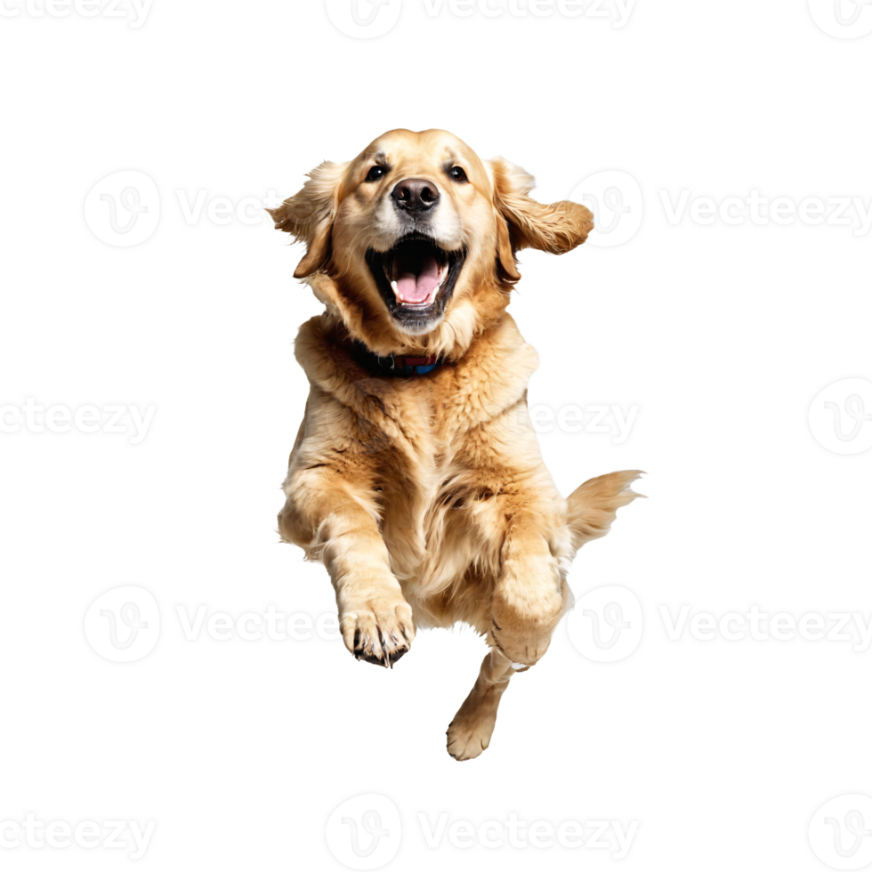 golden retriever dog jumping and running isolated transparent png
