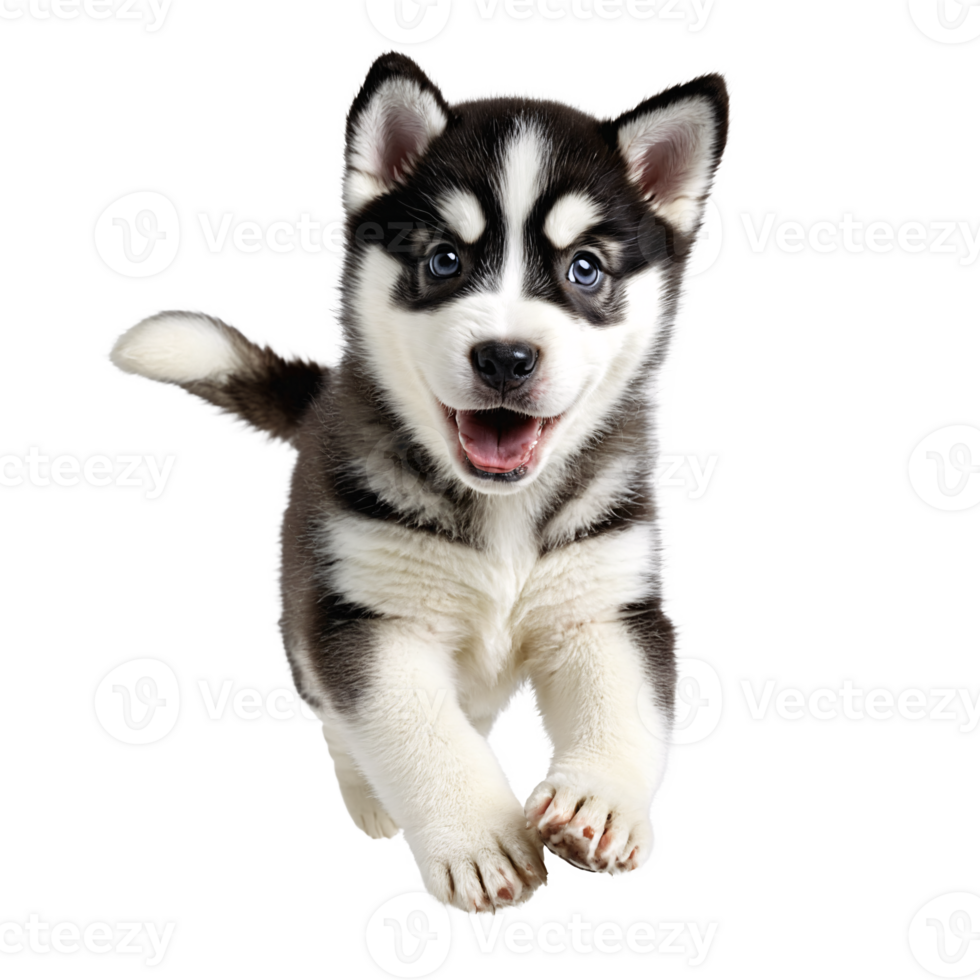 husky dog puppy jumping and running isolated transparent png