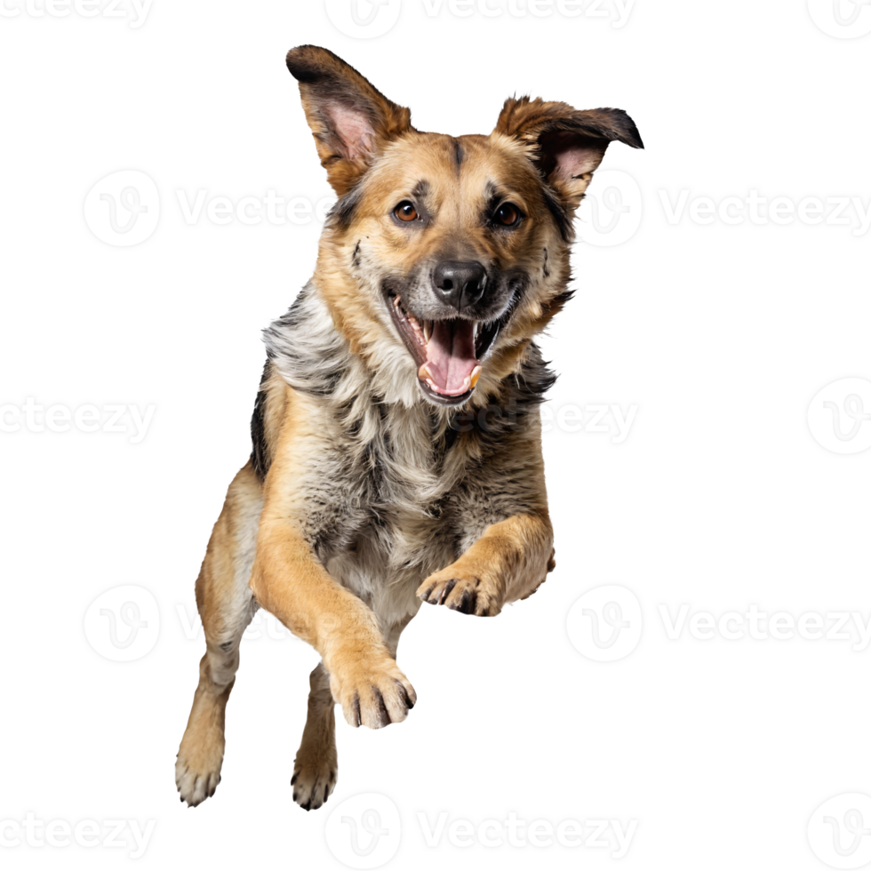 mongrel dog jumping and running isolated transparent png